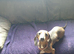 I boy puppy