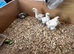Silkies