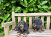 Miniature dachshund