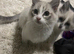 Lilac male ragdoll kitten
