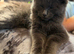 Beautiful mainecoon x ragdoll male