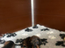 Wire-haired Dacshund puppies