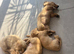 Cream long haired mini dachshund pups