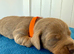 Miniature Dachshund Puppies