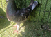 Siryan pigeons