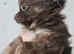 CHOCO & BLUE  Fluffy Babies Looking for a 5★ Home!