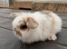 2 mini lop males