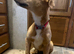 Lurcher puppy