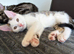 Kitten
