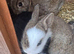 Ready now Adorable Netherland dwarf baby rabbits