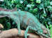 Nosy Mitsio Panther Chameleons at Birmingham Reptiles