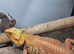 Breeding project male , female