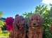 Poodle. X cocker spaniel puppies