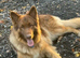 Now 3 beautiful boy german shepard pups