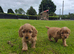 Cavalier king Charles X cocker spaniel pups