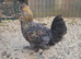 Tame Araucana x Silkie cockerel