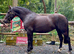 IN FOAL CLASS 1 IRISH DRAUGHT BROOD MARE