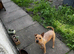 Beautiful Lakeland pups