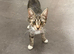 Female 1 year old cat