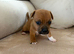 2 boy jack Russell pups