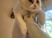 Last beautiful ragdoll