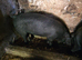 Pedigree large black gilts