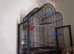 Pair of budgies plus cage