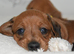 REDUCED Beautiful Miniature Dachshunds Carefully Raised - Red and Black and Tan