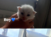 Maine coons with Russian blood lines