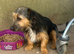 Female Black and tan Jackrussel terrier