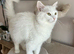 Stunning pure white Persian cross girl 2years