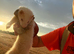 Albino ferrets