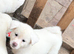 Japanese Akita Puppies