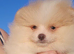CHIAO LI YA lineage pomeranian puppies