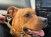 Staffy cross girl