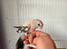 Bourke bird for sale