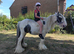 2 year old miniature cob