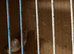Two female finches with a breeding cage