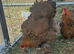 Gold/blue partridge Brahma hatching eggs