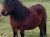 Spsbs bay mare