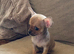 Last puppy ready now