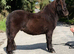 Registered mini gelding