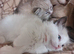 STUNNING RAGDOLL TREASURES