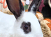 Mini Rex Kits for RESERVE