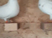 Birmingham rollers stock birds pure white