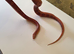 Corn snake complete set up 4ft vivarium