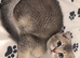 Scottish fold x British shorthair kitten