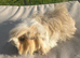 Handsome long haired guinea pig