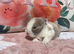 Baby mini lops