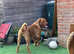KC registered Male dogue de Bordeaux